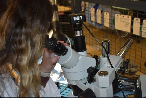 Microscope-based electronics inspection